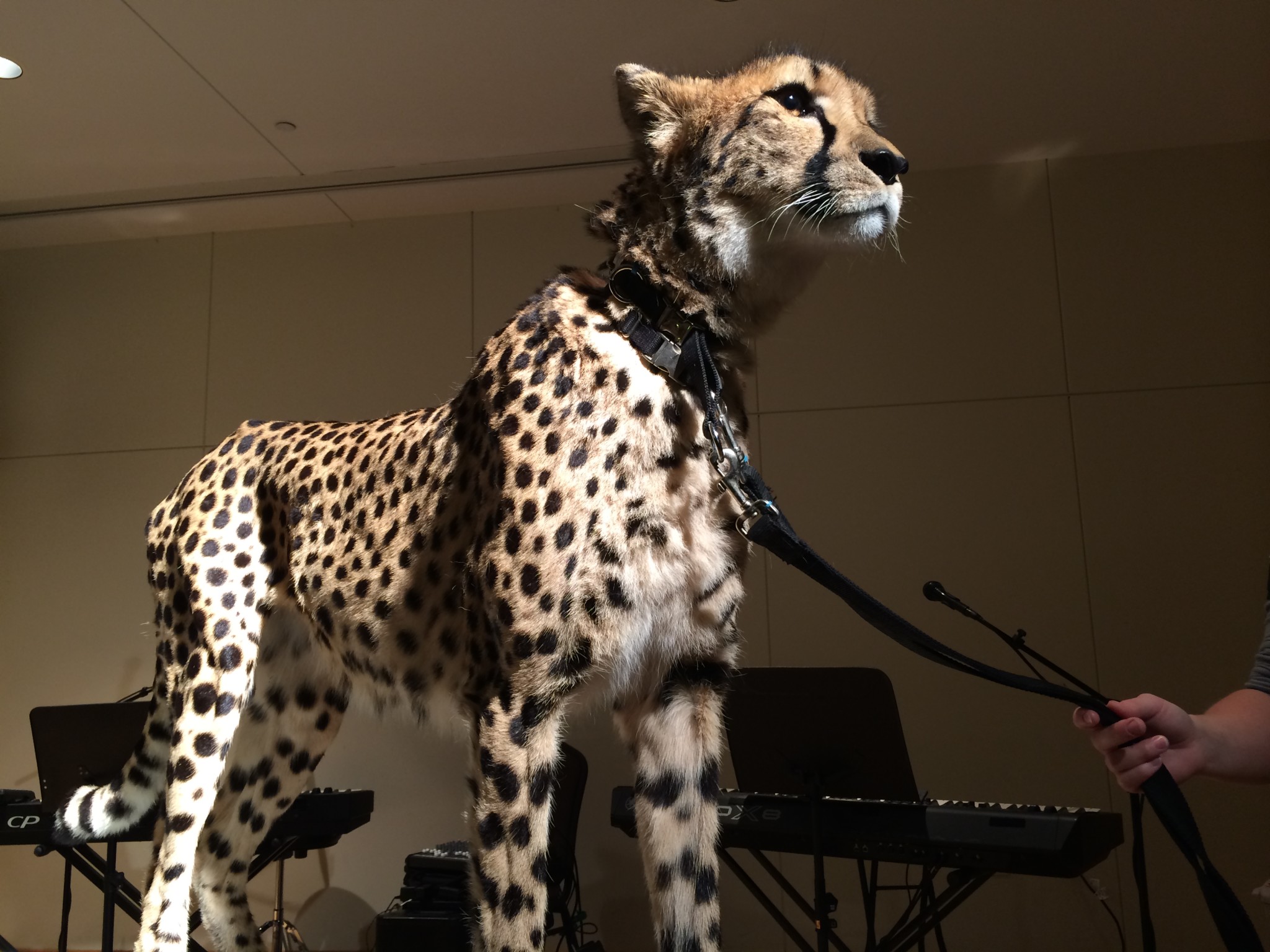 Dueling Pianos at the Cincinnati Zoo