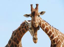 A Foggy Day at Brookfield Zoo; A Reflection of F&F firsts!