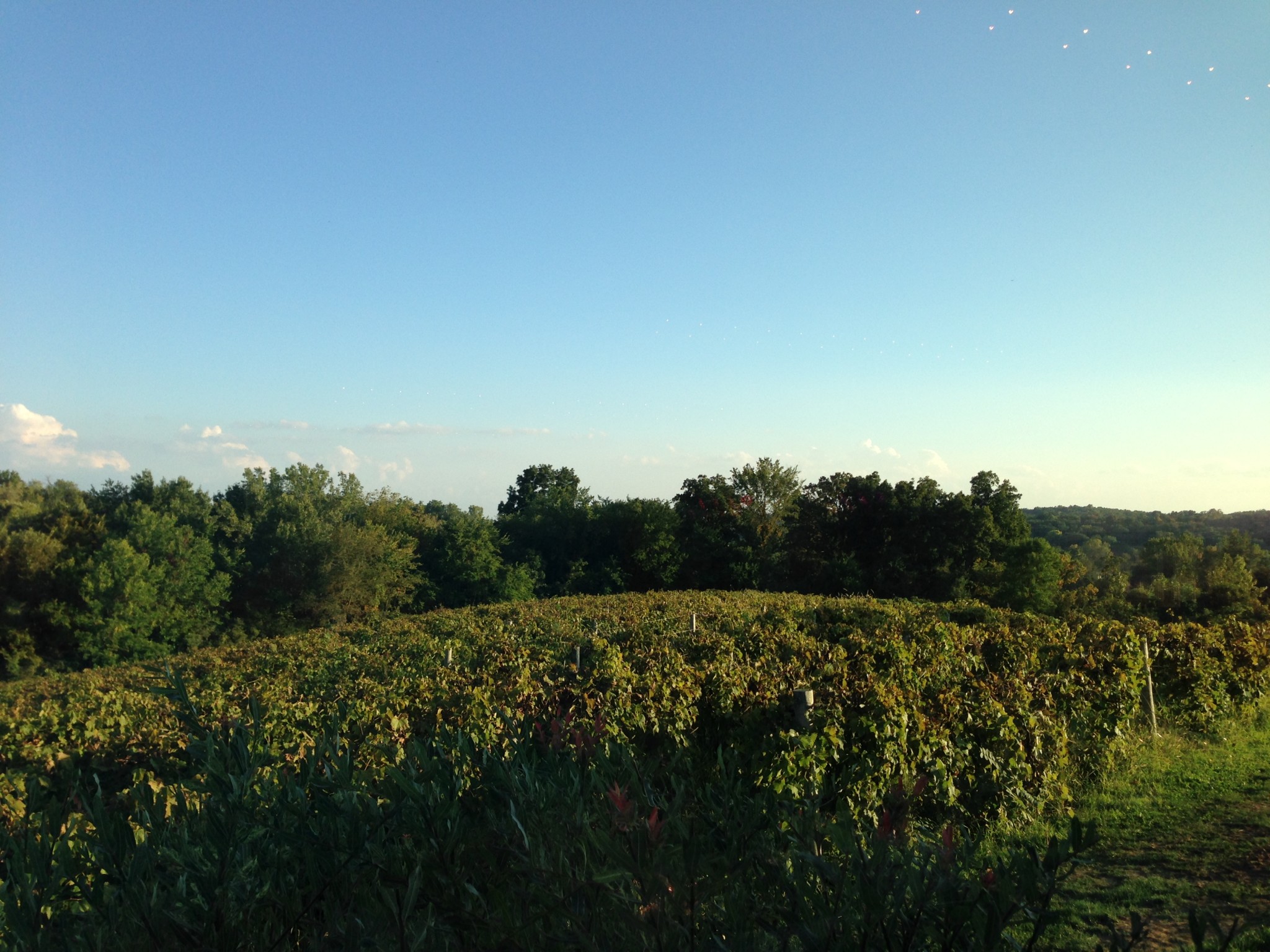 A Cedar Ridge Winery Wedding