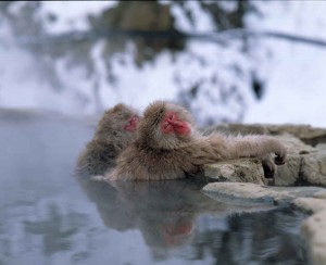 Snow Monkeys in the Japanese Alps