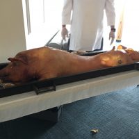 Northport Bay Retreat Wedding roast pig