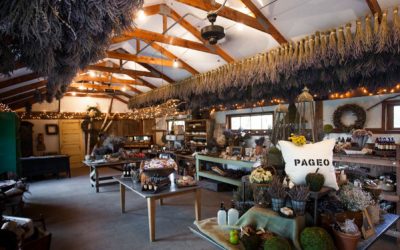 Pageo Lavender Farm Fundraiser Event