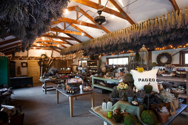 Pageo Lavender Farm Fundraiser Event