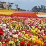 The Flower Fields Wedding Celebration