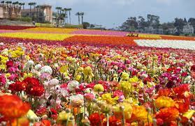 The Flower Fields Wedding Celebration