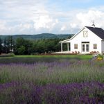 Lockwood Lavender Farms in Skaneateles New York