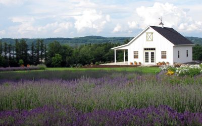 Lockwood Lavender Farms Rocks with Felix And Fingers Dueling Pianos: A Wedding Celebration to Remember!