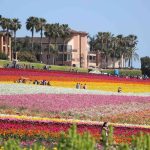 flower fields carlsbad CA