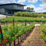 bovino vineyards
